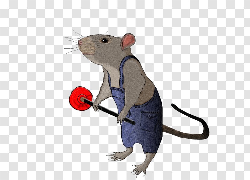 Rat Mouse Rodent Murids Animal - Muridae - & Transparent PNG