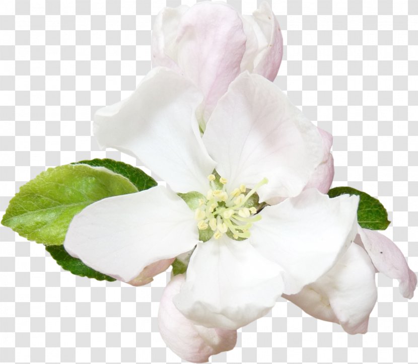 Cut Flowers Rosaceae Petal Rose - Family - Imitation Transparent PNG