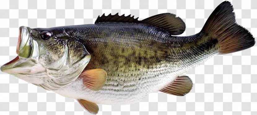 Bass Fishing Largemouth - Barramundi - Fish Transparent PNG