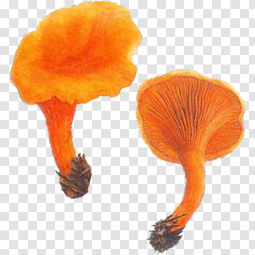Edible Mushroom Chanterelle Hygrophoropsis Aurantiaca Fungus Suillellus Luridus - Filmpolitiet Transparent PNG