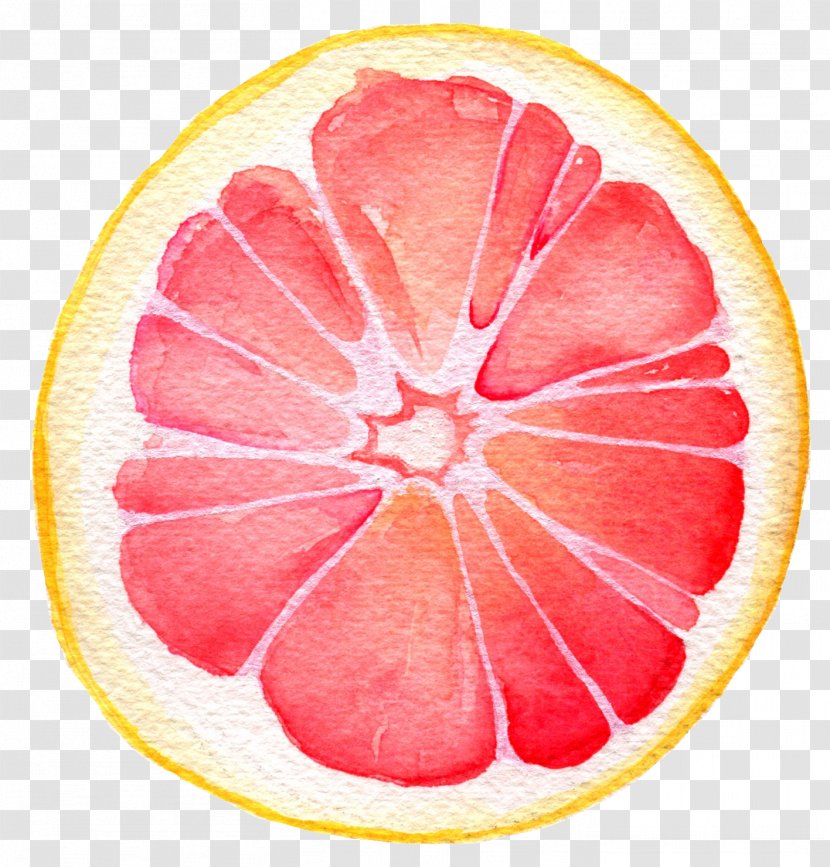 Grapefruit Juice Pomelo Lemon Watercolor Painting Transparent PNG