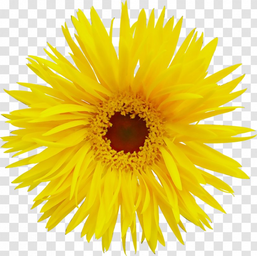 Sunflower - Petal English Marigold Transparent PNG