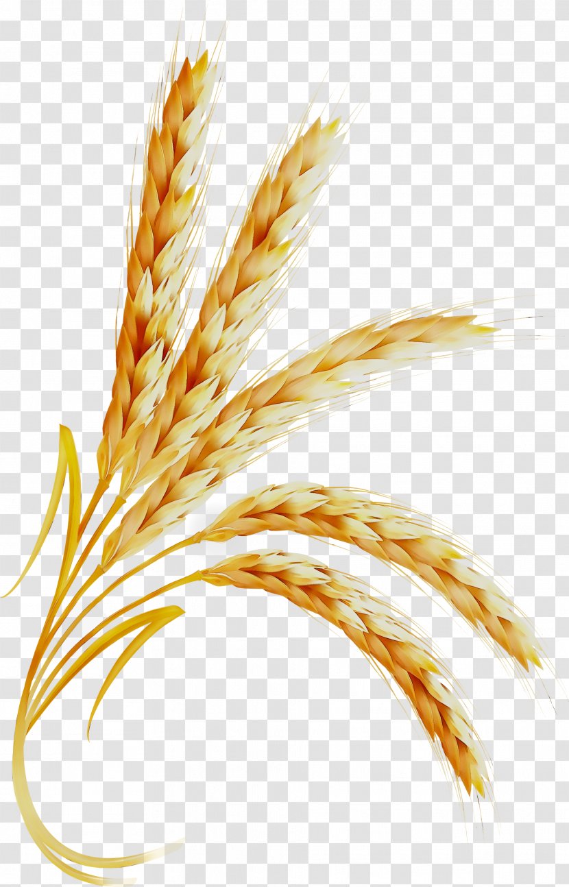 Emmer Cereal Clip Art Grain Common Wheat - Yellow - Food Transparent PNG
