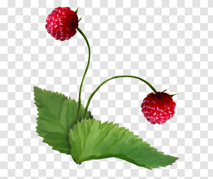 Strawberry Berries Superfood Raspberry Pi Natural Foods - Fruit Transparent PNG