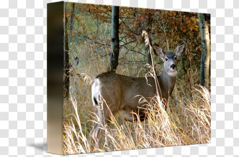 White-tailed Deer Musk Deers Antler Transparent PNG