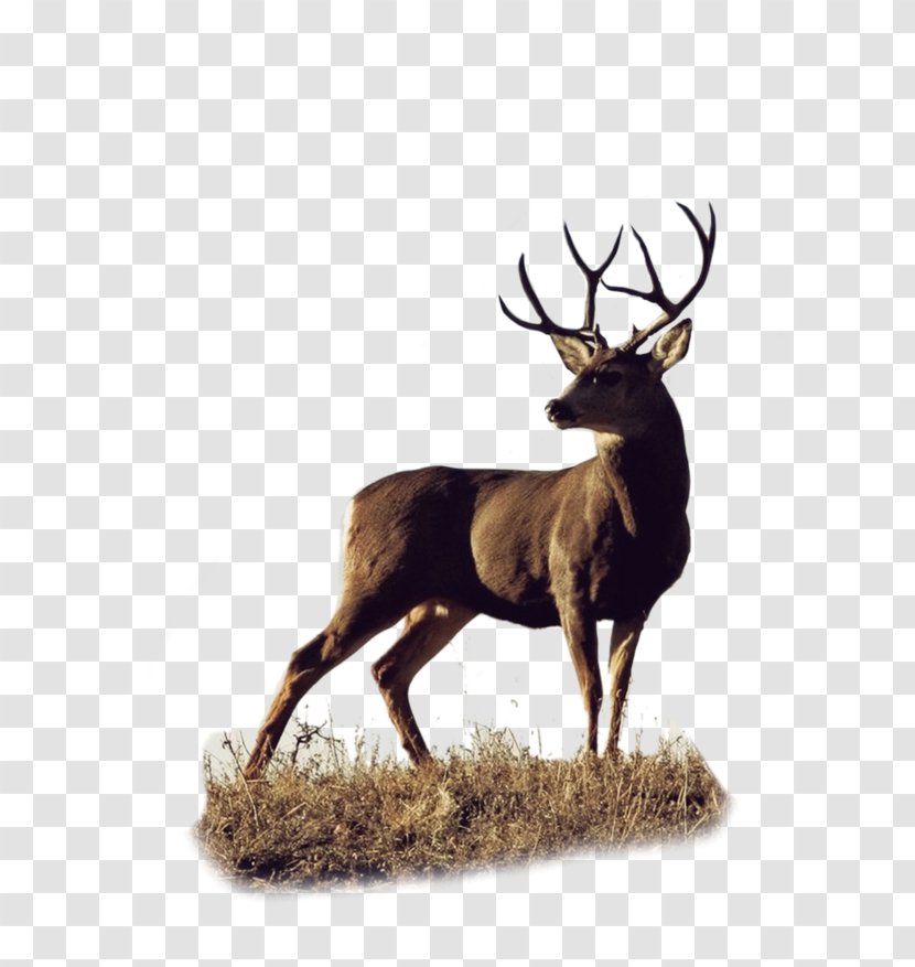 Roe Deer White-tailed Elk Mule - Terrestrial Animal Transparent PNG