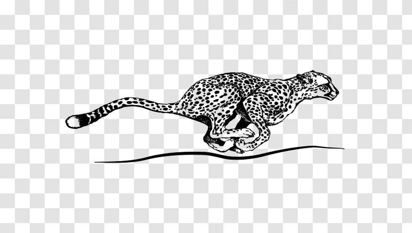 Cheetah Cougar Jaguar Leopard Coloring Book - Fauna - Run Transparent PNG