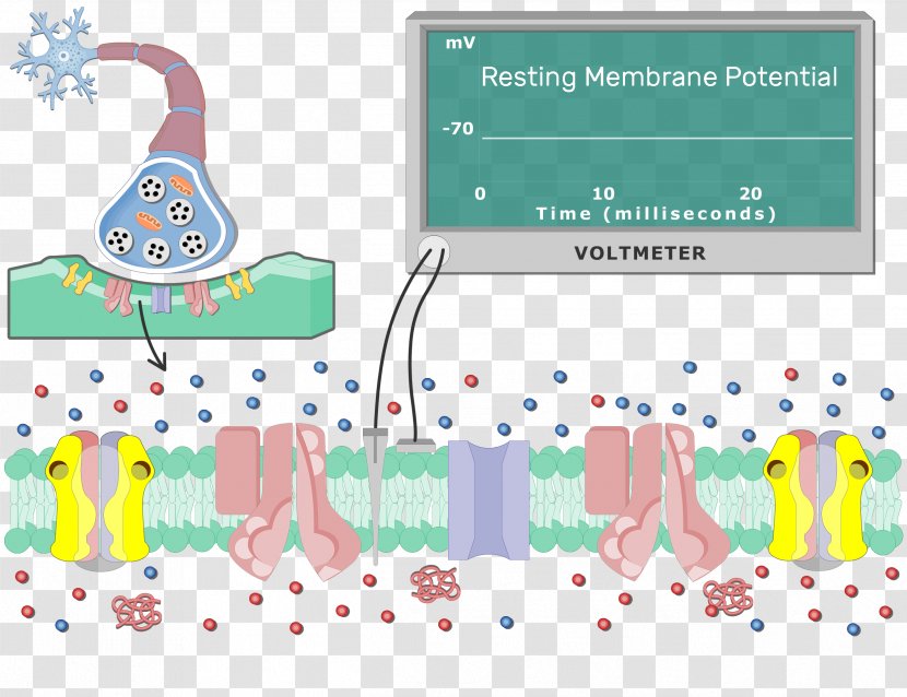 Depolarization Repolarization Neuron Postsynaptic Potential Cell Membrane - Ion Transparent PNG