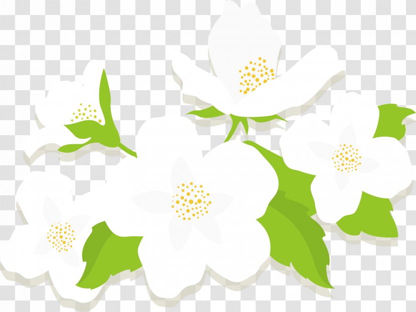 Jasmine Flower Euclidean Vector - Fleur Blanche - White Flowers Transparent PNG
