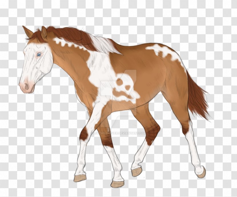 Mane Mustang Foal Stallion Colt Transparent PNG