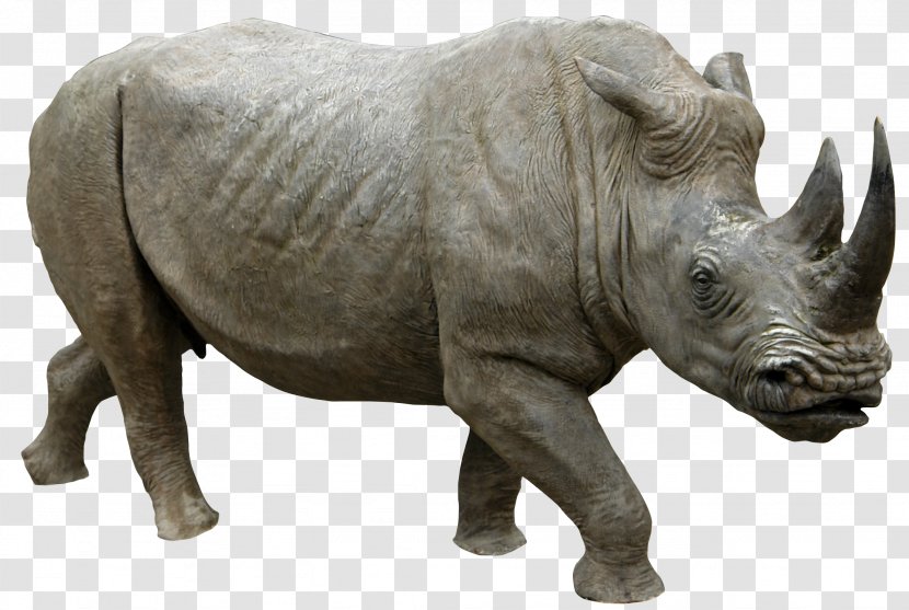 Rhinoceros Clip Art - Terrestrial Animal - Cartoon Pictures Print,Animal Rhino Transparent PNG