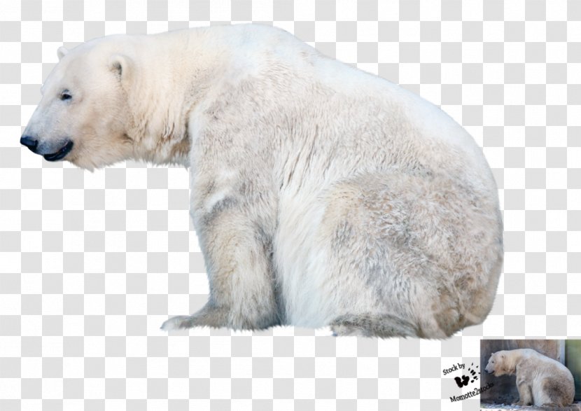 Polar Bear - Organism - File Transparent PNG