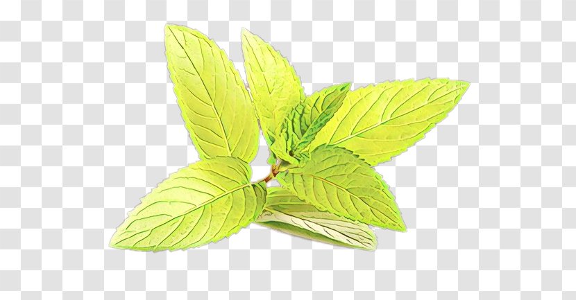 Leaf Plant Flower Herb Tree - Basil Flowering Transparent PNG
