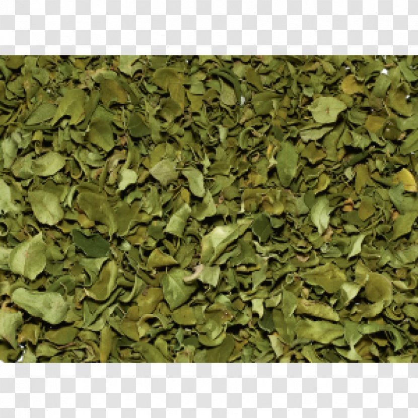 Tea Drumstick Tree Azaria Infusion Rooibos - Military Camouflage Transparent PNG