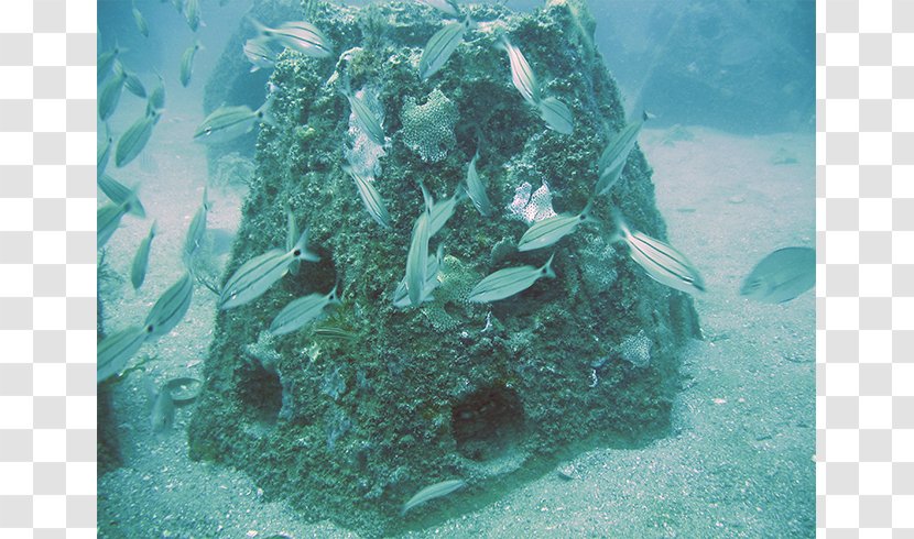 Coral Reef Neptune Memorial Artificial Marine Biology - Seaweed - Water Transparent PNG