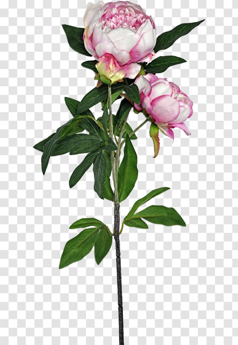 Cabbage Rose Garden Roses Peony Cut Flowers Flowerpot Transparent PNG