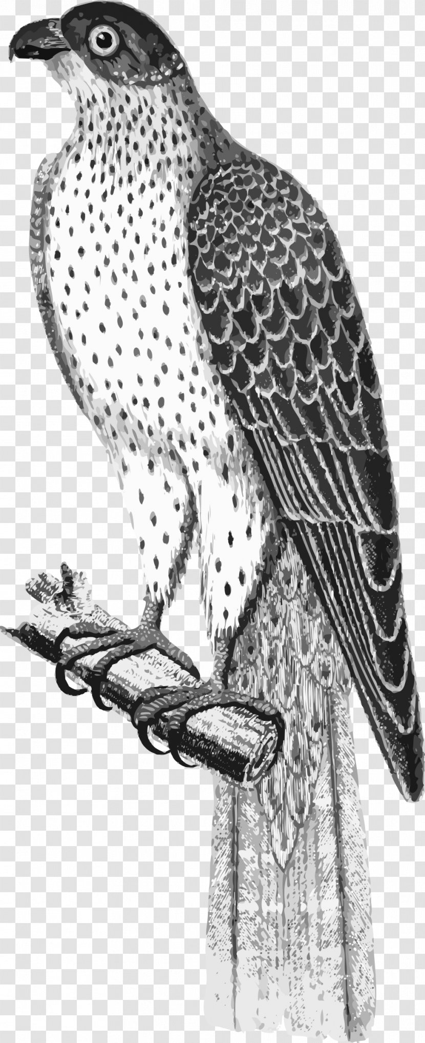 Bird Of Prey Hawk Falcon Transparent PNG