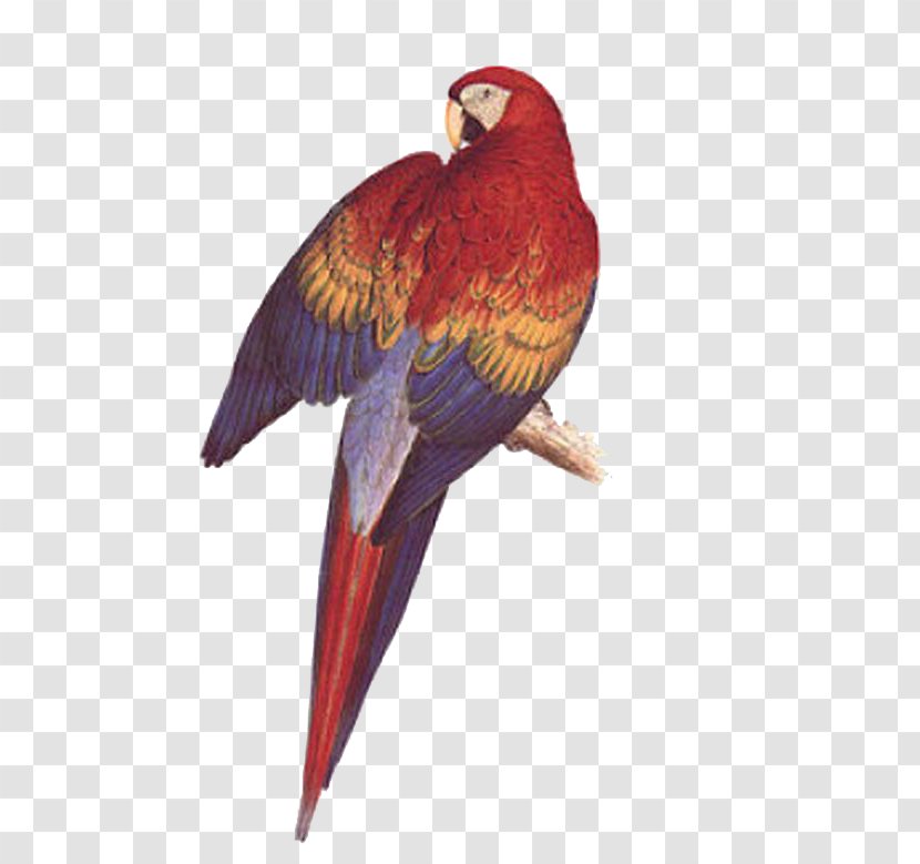 Illustrations Of The Family Psittacidae, Or Parrots Bird Budgerigar Scarlet Macaw - Parrot Transparent PNG