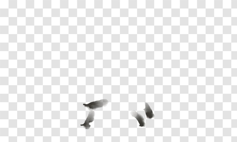 Bird White Beak Desktop Wallpaper Feather - Black And Transparent PNG
