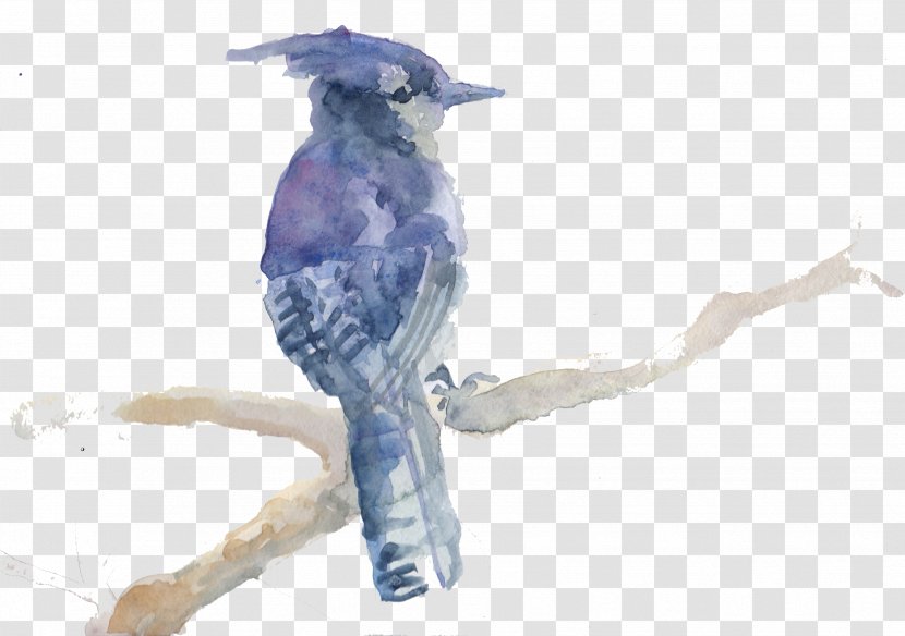 Blue Jay Bird Drawing Clip Art Beak Fox Watercolor Transparent Png
