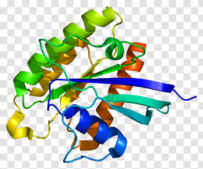 RHEB TSC2 G Protein TSC1 - Gtpase Transparent PNG