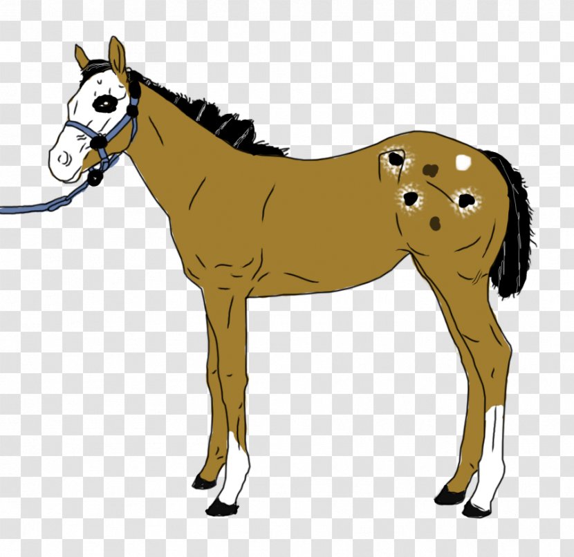 Mule Andalusian Horse Mustang Stallion Foal Transparent PNG