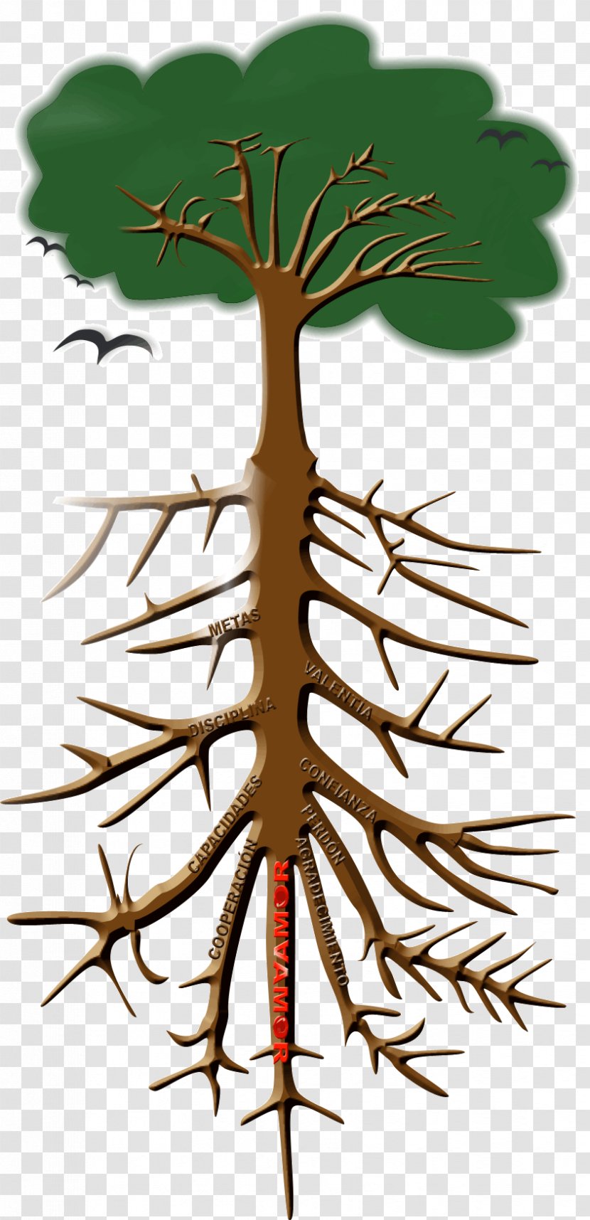 Twig Root Tree Plant Stem Leaf - Drawing Transparent PNG
