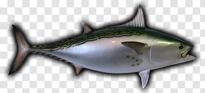 Mackerel Little Tunny Albacore Thunnus Oily Fish - Scombridae Transparent PNG