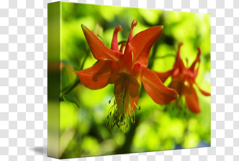 Red Columbine Wildflower Daylily Lily M - Petal Transparent PNG
