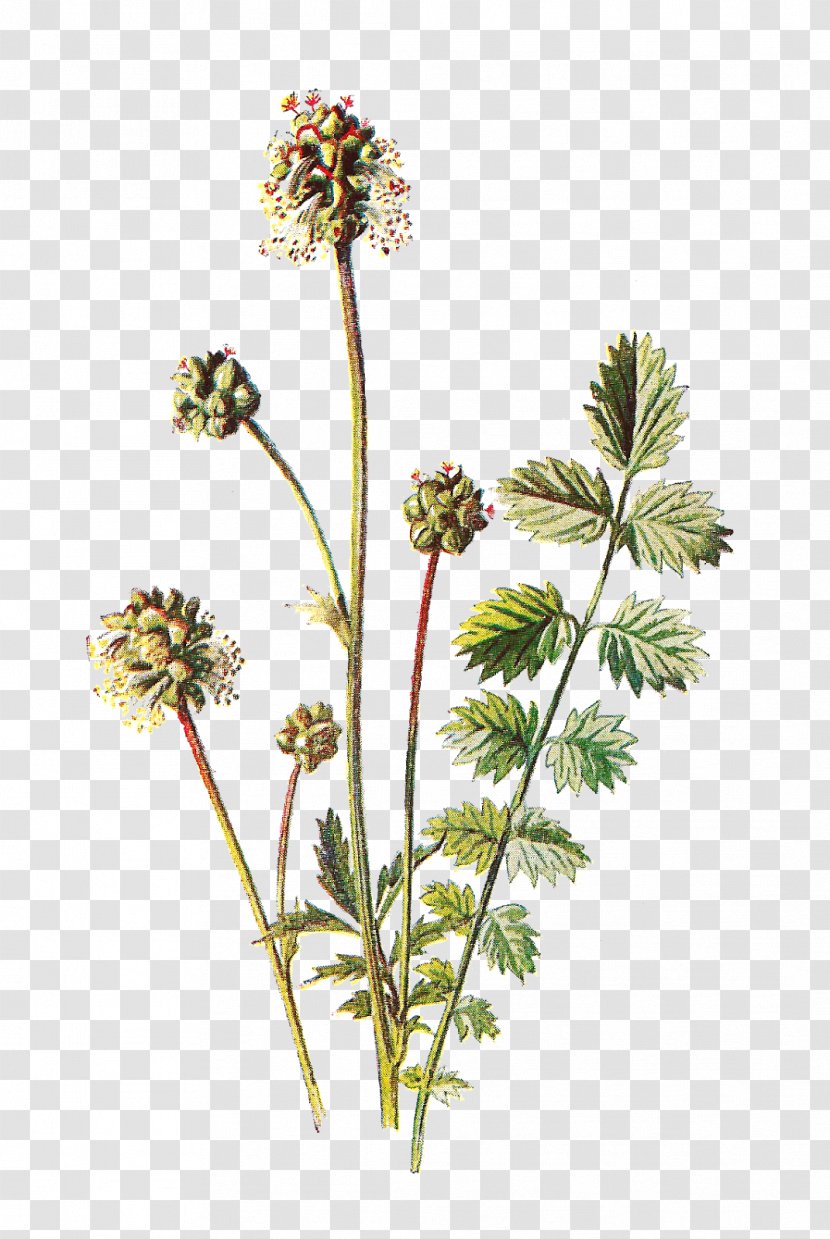 Botany Botanical Illustration Flower Paper - Herb Transparent PNG