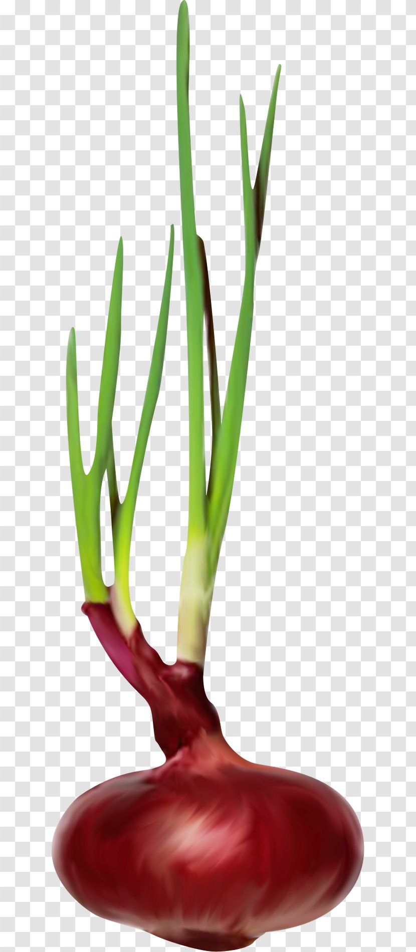 Onion Chili Pepper Scallion - Green Leaves Transparent PNG