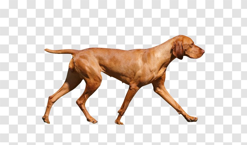 Wirehaired Vizsla Redbone Coonhound Dog Breed Hunting - German Pointer Transparent PNG
