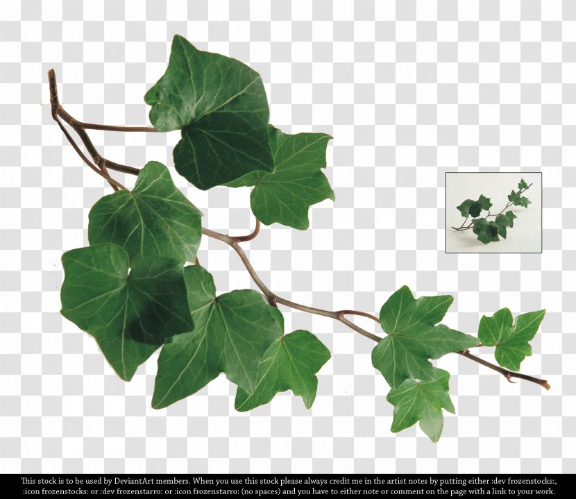 Common Ivy Leaf Plant Branch - Flowerpot - WATERCOLOR LEAF Transparent PNG