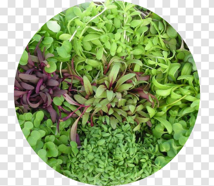 Microgreen Salad Leaf Vegetable Lettuce Herb Transparent PNG