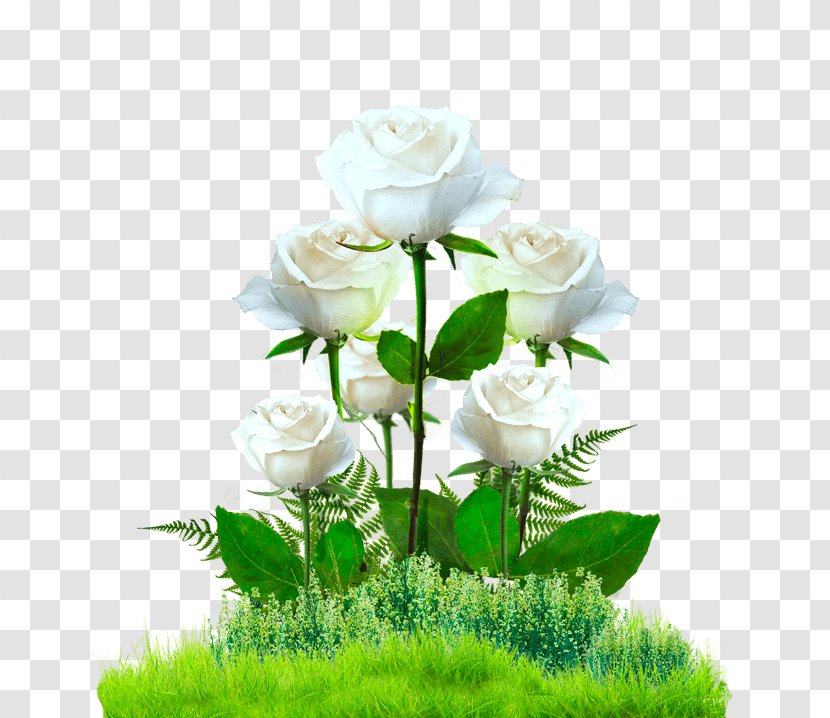 Garden Roses Cabbage Rose Europa-Rosarium - Wiki - Cut Flowers Transparent PNG