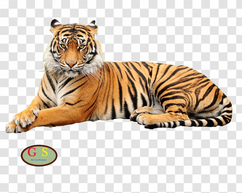 Tiger T-shirt Lion Crusher Industry - Big Cat - Ware Transparent PNG