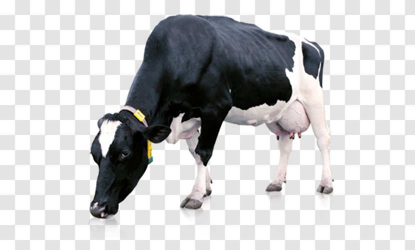 Cow Background - Snout - Bull Transparent PNG