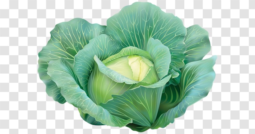 Capitata Group Red Cabbage Vegetable Savoy Clip Art - Broccoli Transparent PNG