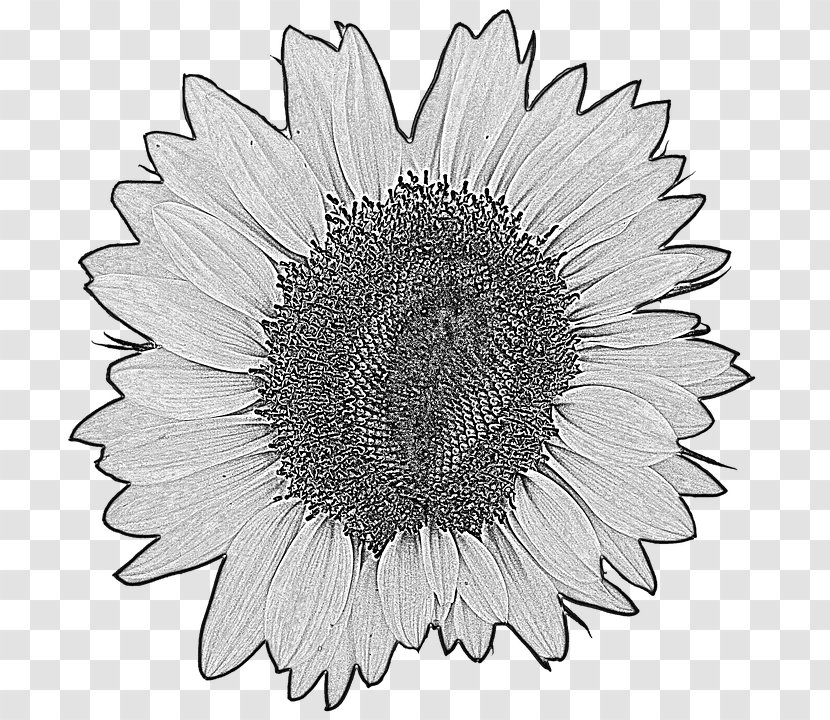 Common Sunflower Four Cut Sunflowers Yellow Drawing - Monochrome Photography - Watercolor Transparent PNG