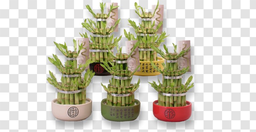Lucky Bamboo Plant Flowerpot Internet - Feng Shui Transparent PNG