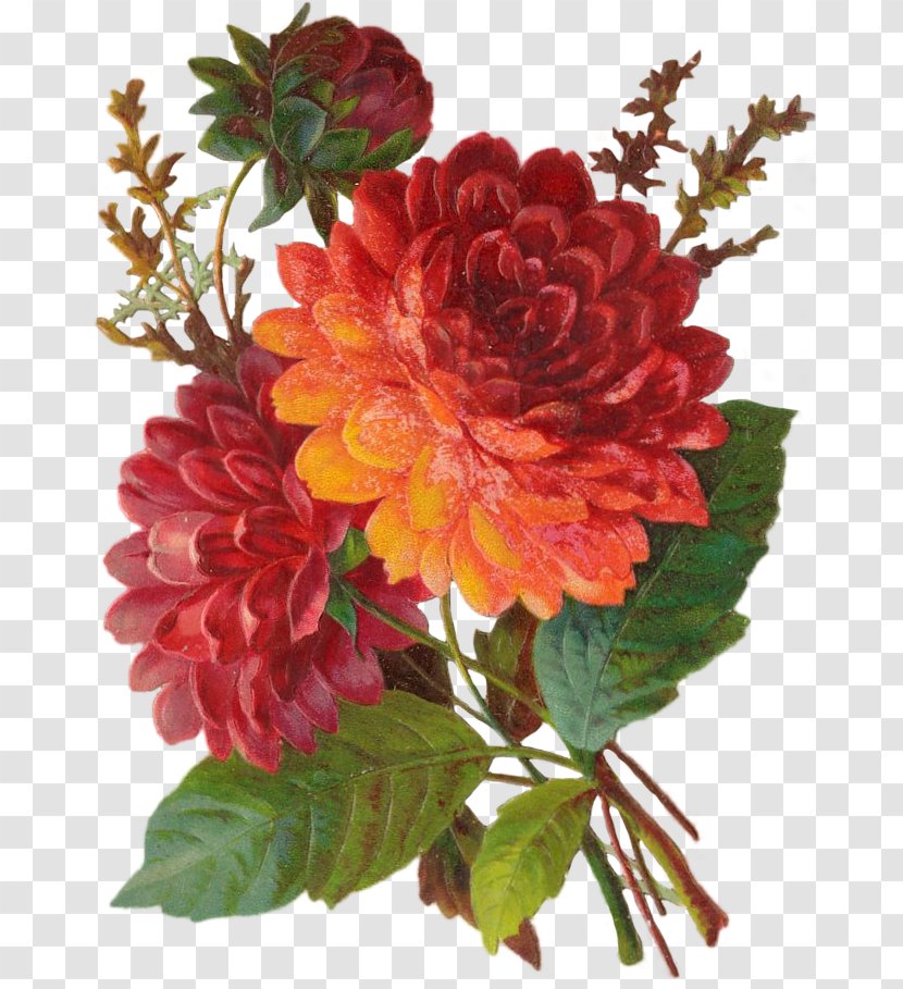 Dahlia Chrysanthemum Floral Design Cut Flowers - Rosa Centifolia Transparent PNG