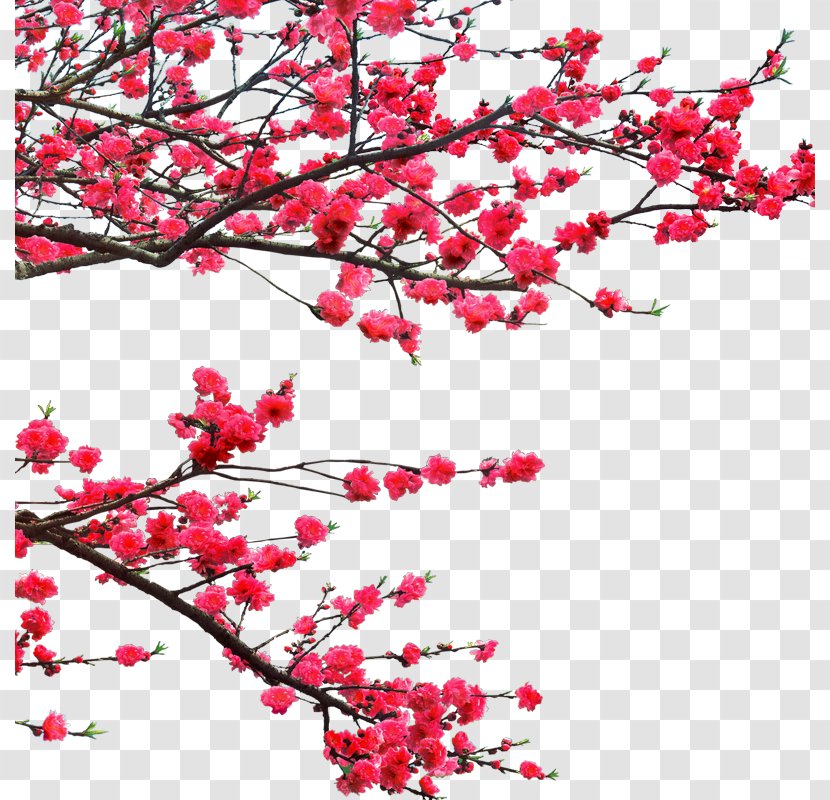Ochna Integerrima Lunar New Year Graphic Design - Flowering Plant - Plum Flower Transparent PNG