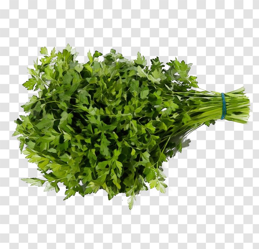 Green Grass Plant Leaf Vegetable - Food - Flowering Transparent PNG