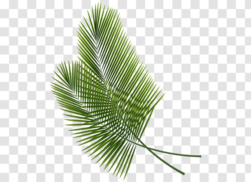 Leaf Arecaceae Palm Branch Clip Art - Editing - Tropical Transparent PNG