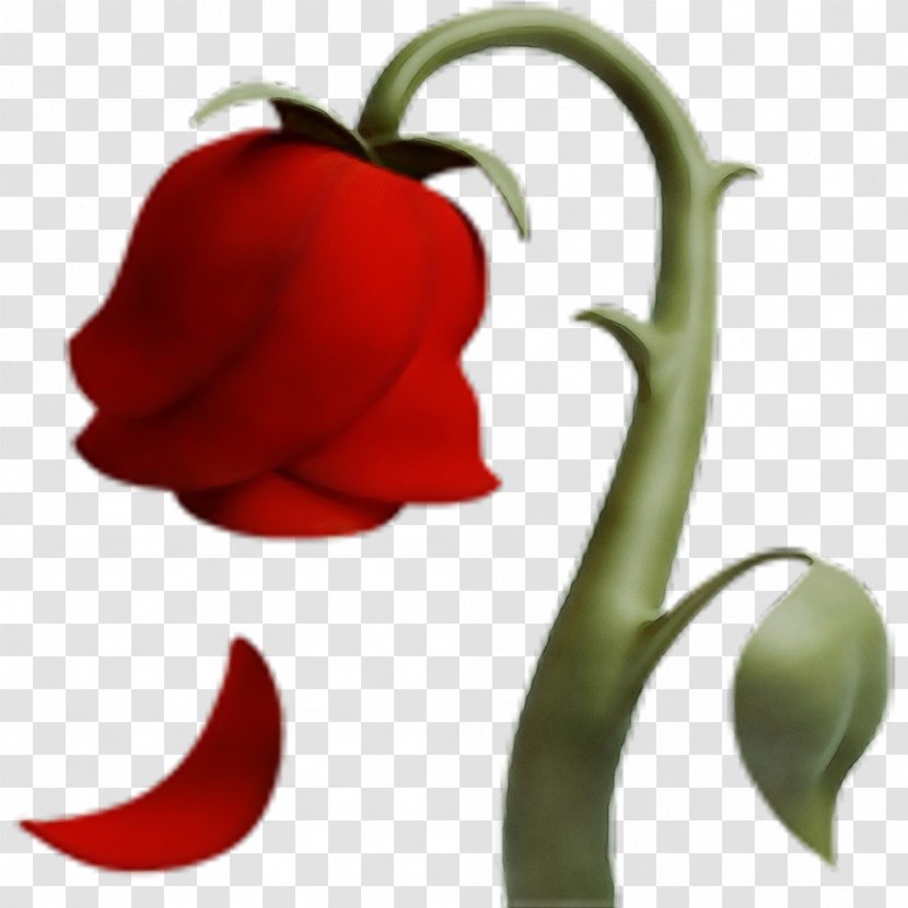 Love Flower - Cali - Paprika Tulip Transparent PNG
