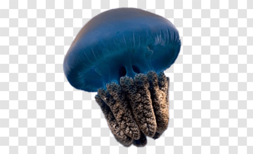 The Thing About Jellyfish Transparency And Translucency Clip Art - Sea - Screenshot Transparent PNG
