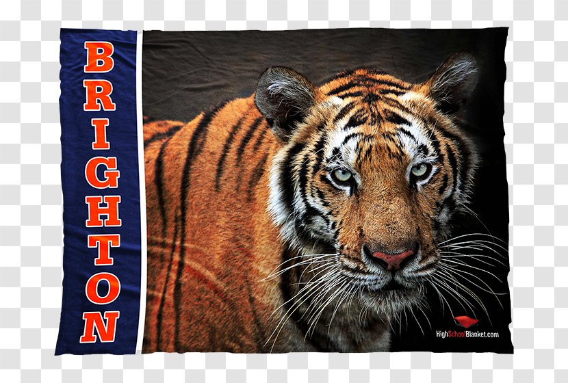 Bengal Tiger Cat Wildlife Whiskers Transparent PNG