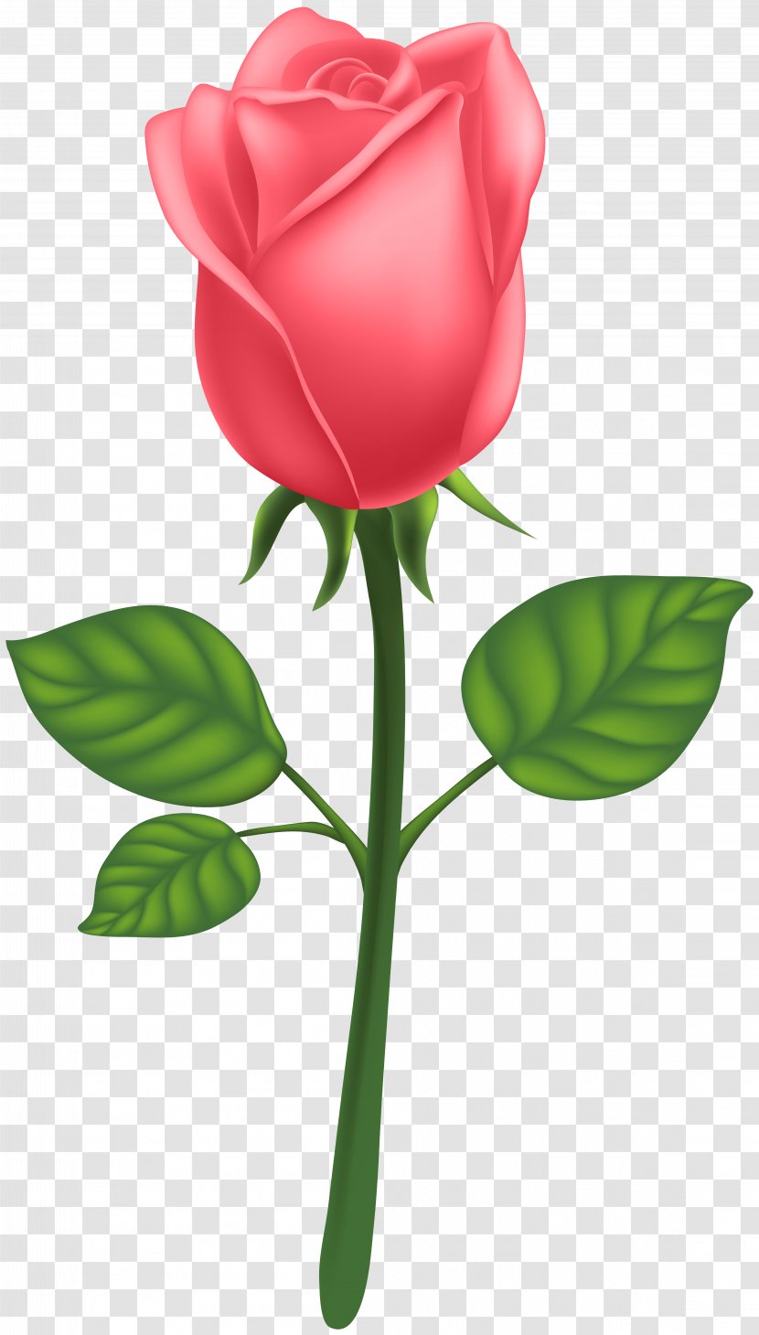 Garden Roses Centifolia Petal Leaf Clip Art - Rosa - Red Deco Rose Image Transparent PNG