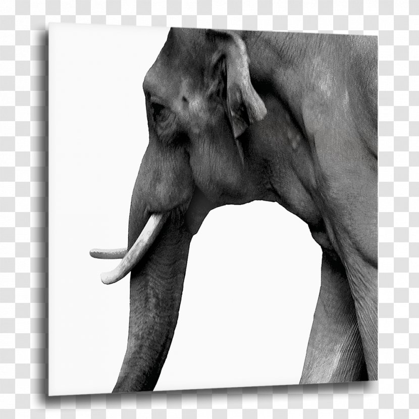 Indian Elephant African COGNOSCO Fotokunst & Design Elephantidae Art - Stock Photography - Magnetism Transparent PNG