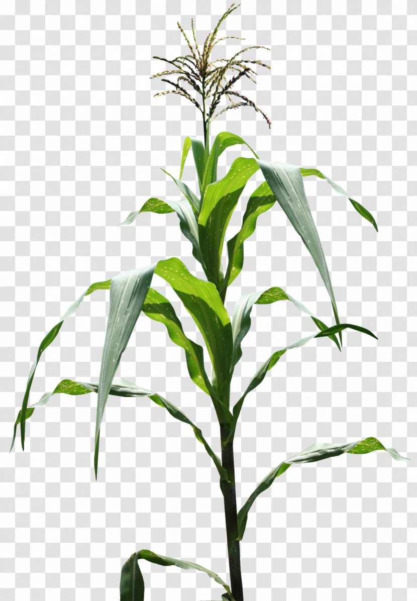 Genetically Modified Maize Plant Field Corn Flakes - Stem Transparent PNG